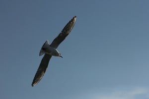 Seagull Soaring