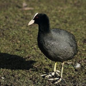 Moorhen Posing