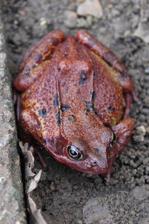 Common Frog
