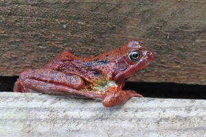 Common Frog