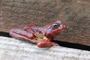 Common Frog