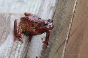 Common Frog