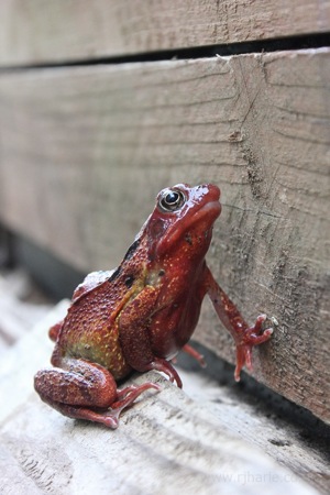 Common Frog