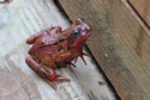 Common Frog