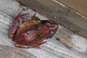 Common Frog