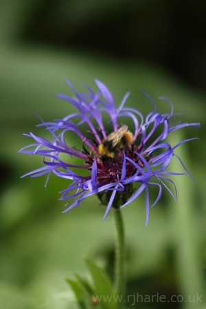 A Bee Feasts On The Flower