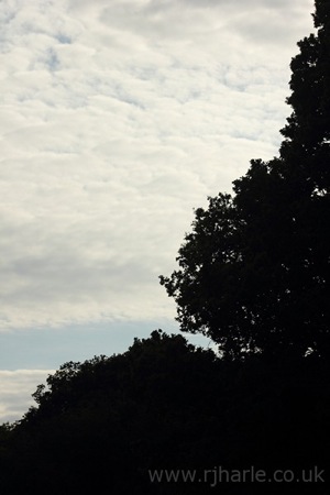 Silhouette Of The Treeline