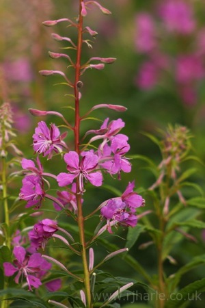 Pink Flowers In The Crater