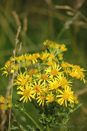 Yellow Flowers
