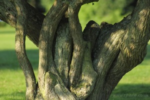 Knobbly Tree Trunk