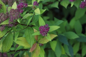 Purple Flower