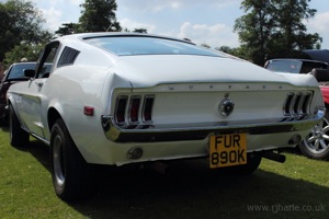 Mustang From Behind