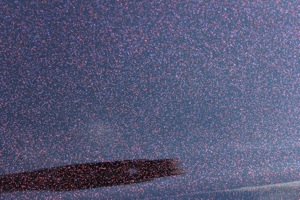 Mustang Paintjob