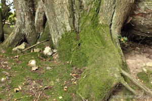 Mossy Tree