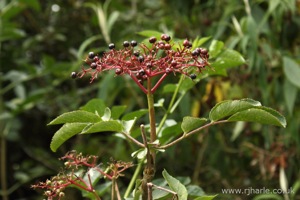 Berries