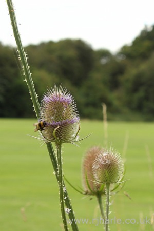 Bee Pollinating Unknown Flower