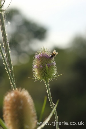 Bee Pollinating Unknown Flower