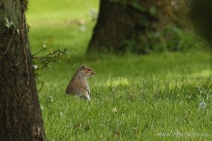 Inquisitive Squirrel