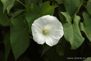 White Flower