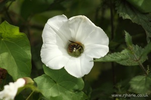 Bee Pollinating Flower