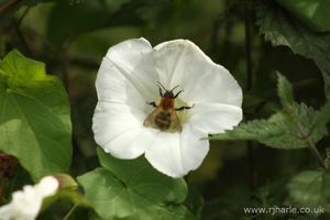 Bee Pollinating Flower