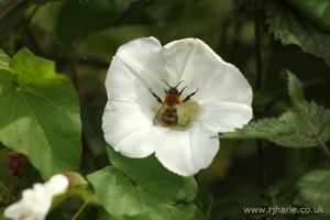 Bee Pollinating Flower