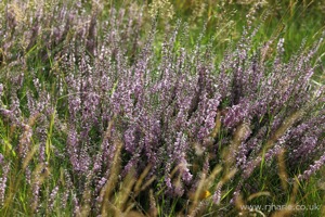 Lavender Plant