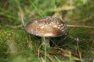 Mushroom