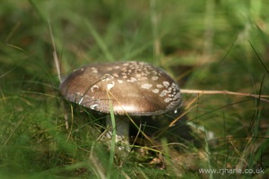 Mushroom