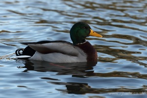 Another Mallard