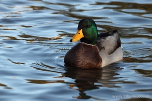 Another Mallard