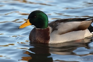 Another Mallard