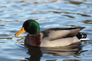 Another Mallard