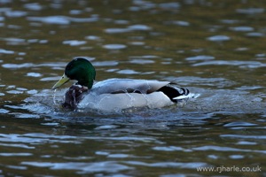 A Mallard Has a Wash