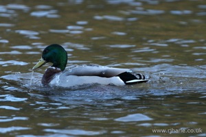 A Mallard Has a Wash