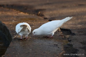 Pigeons Having a Nibble