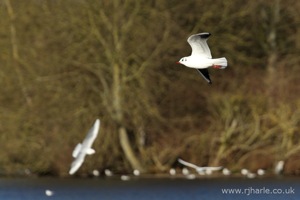Seagull In-Flight
