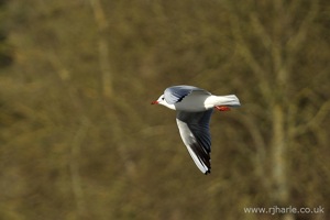 Seagull In-Flight