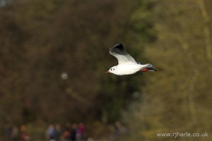 Seagull In-Flight