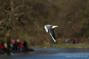 Seagull In-Flight