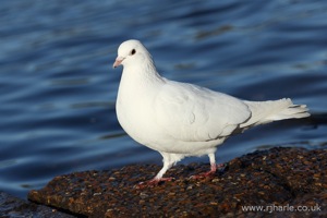 Strutting Pigeon