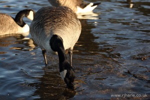 Goose Takes a Drink