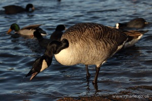 Angry Goose