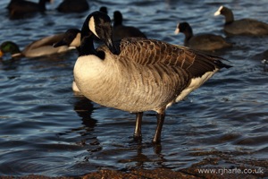 Goose Posing