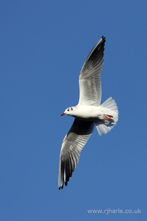 Gull Flies Overhead