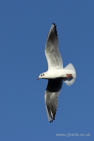 Gull Flies Overhead