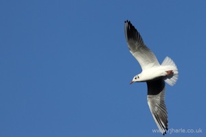 Gull Flies Overhead