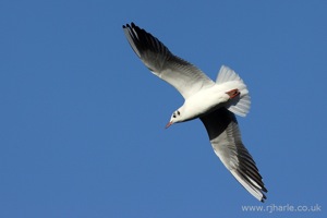 Gull Flies Overhead