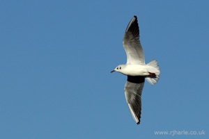 Gull Flies Overhead