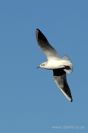Gull Flies Overhead